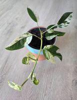 Epipremnum marble variegata