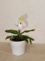 Paphiopedilum Deperle