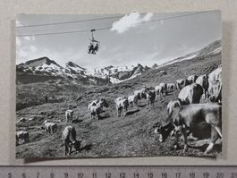 Flims, Alp Naraus, Sesselbahn, Kühe, belebt
