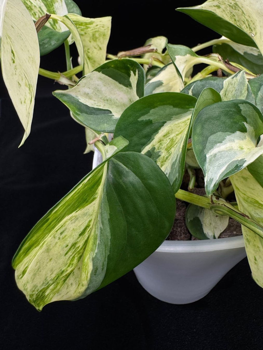 Pflanzen & Samen: Epipremnum aureum 'Manjula' in Semihydro – Neu (gemäss Beschreibung) aus Bühler von googelibear 4