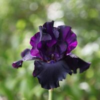 Iris Germanica Superstition