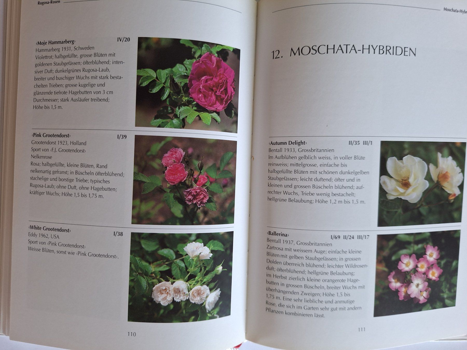 Libri: Die Rosen in der Kartause Ittingen – Usato da Zürich venduto da t24_de 4