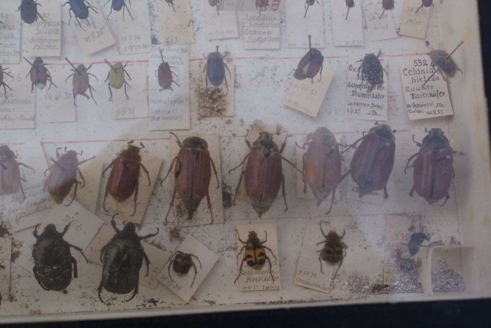 Produktbild von Gatuida Eva-schaum Insektenpräparierbrett Langlebiges Schmetterlingspräparations-displayboard Leicht Tragbar Für Entomologie Und Wissenschaftliche Bildung