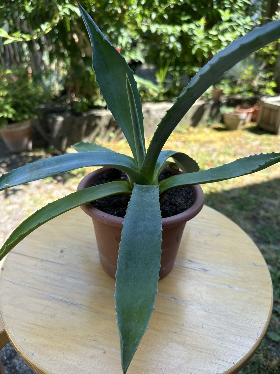 Piante & sementi: Agave 20 cm hoch – Usato da Ottikon venduto da lo99