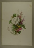 CAMÉLIA ET BRUYÈRE, LITHOGRAPHIE UM 1850