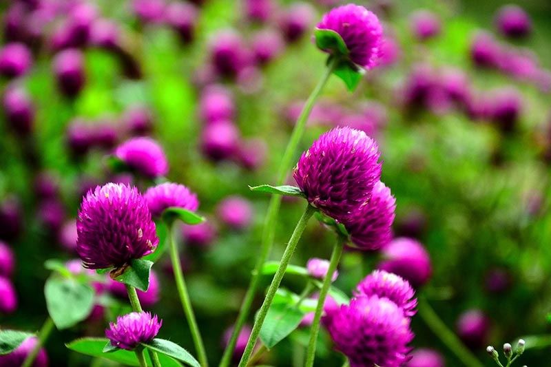 Piante & sementi: 50 Samen Kugelamarant Gomphrena PURPLE Samen – Nuovo (secondo la descrizione) da Ehrendingen venduto da VerveinaSamen 2
