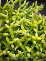 Rhipsalis Cereuscula - Dein einzigartiger Korallenkaktus