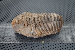 Trilobit Calymene, versteinert, fossil      Sammlerstück