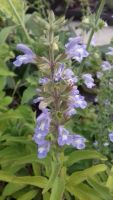 Sauge Somalensis 5x ( boutures )