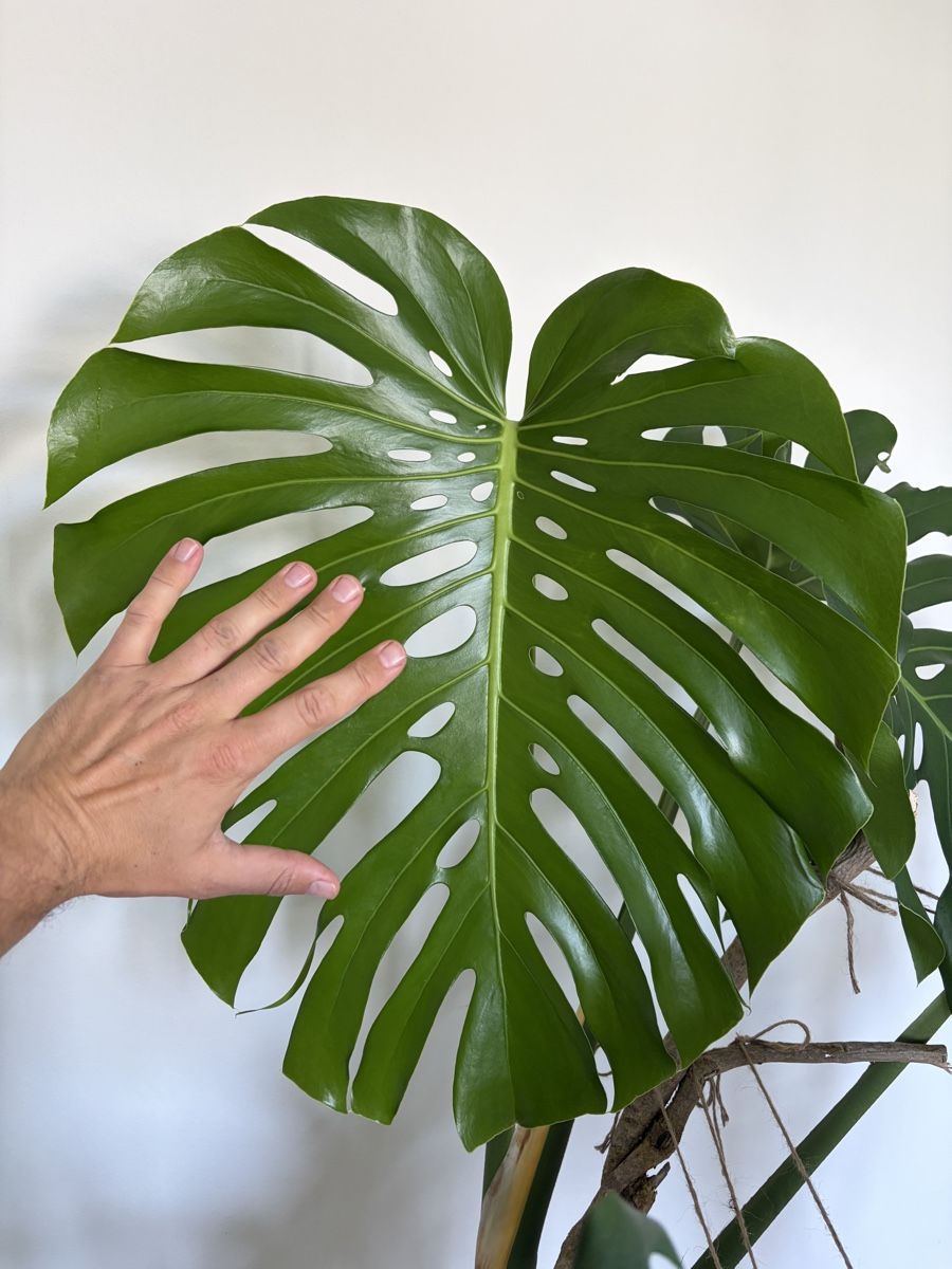 Plantes & graines: Monstera deliciosa auf Ast – D'occasion à Wetzikon ZH par diekresses 1