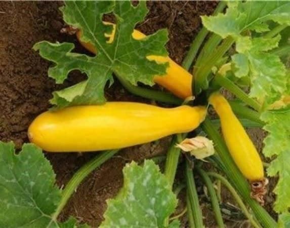 Pflanzen & Samen: Courgette D'or / Jaune ! Succulente 5g – Neu (gemäss Beschreibung) aus Bremblens von FIBONACCI369 1