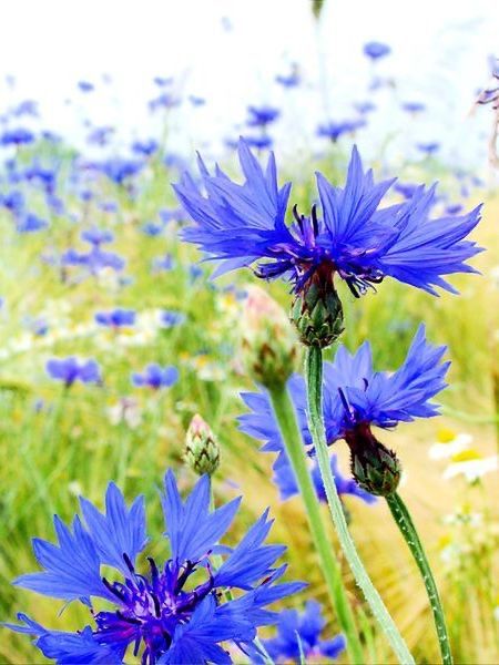 Pflanzen & Samen: 300 Samen WILDE KORNBLUME Wiesenblume – Neu (gemäss Beschreibung) aus Ehrendingen von VerveinaSamen 2