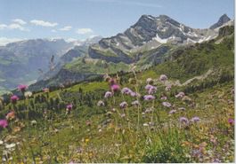 GL 30 Ortstock mit Bergblumen, ≈ 2000