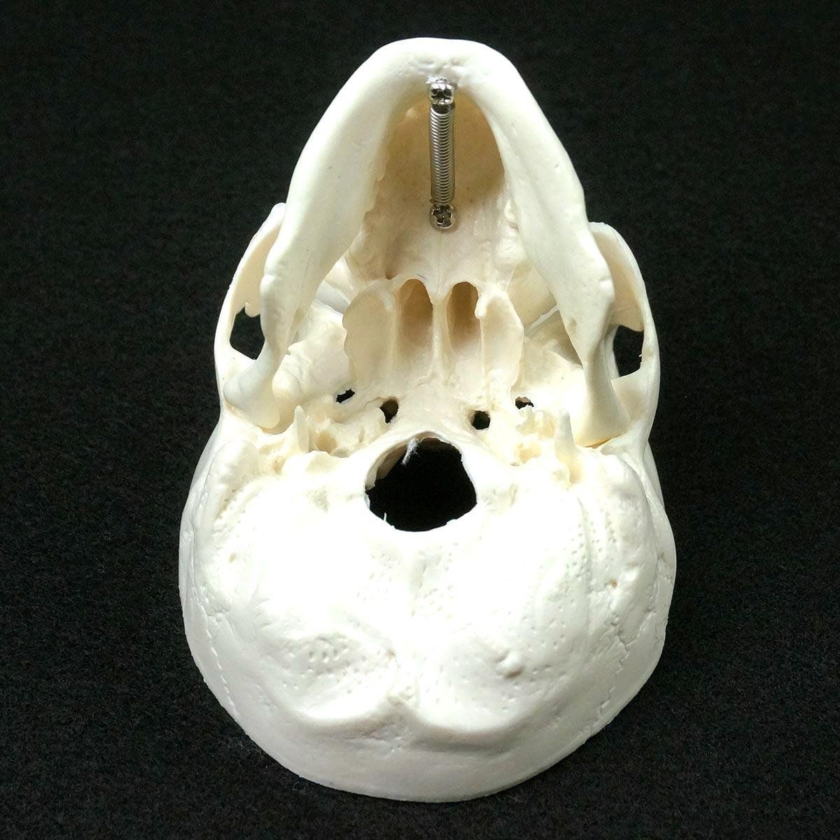 Modellbausätze & Standmodelle: Schädel Menschlichen Anatomischen Modell – Neu und originalverpackt aus Uerkheim von Kaufoption 3