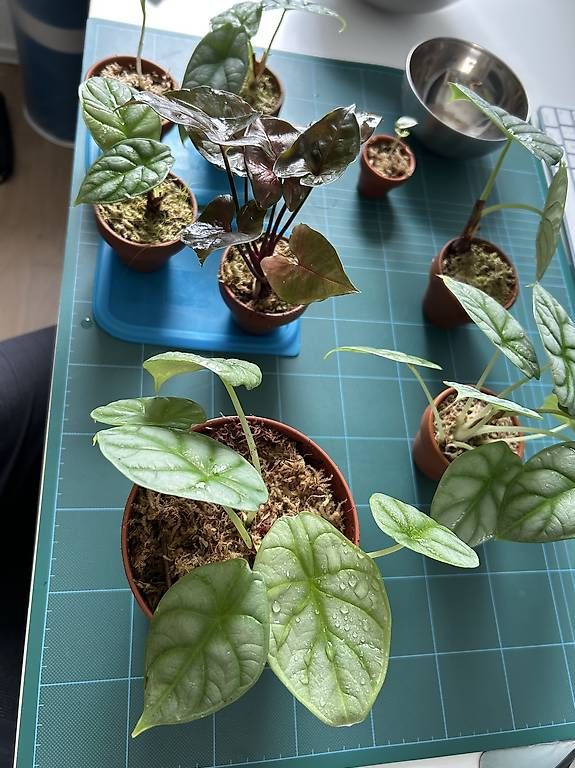 Piante & sementi: Alocasia Dragon Scale – Usato da Wil SG venduto da LucasL. 3