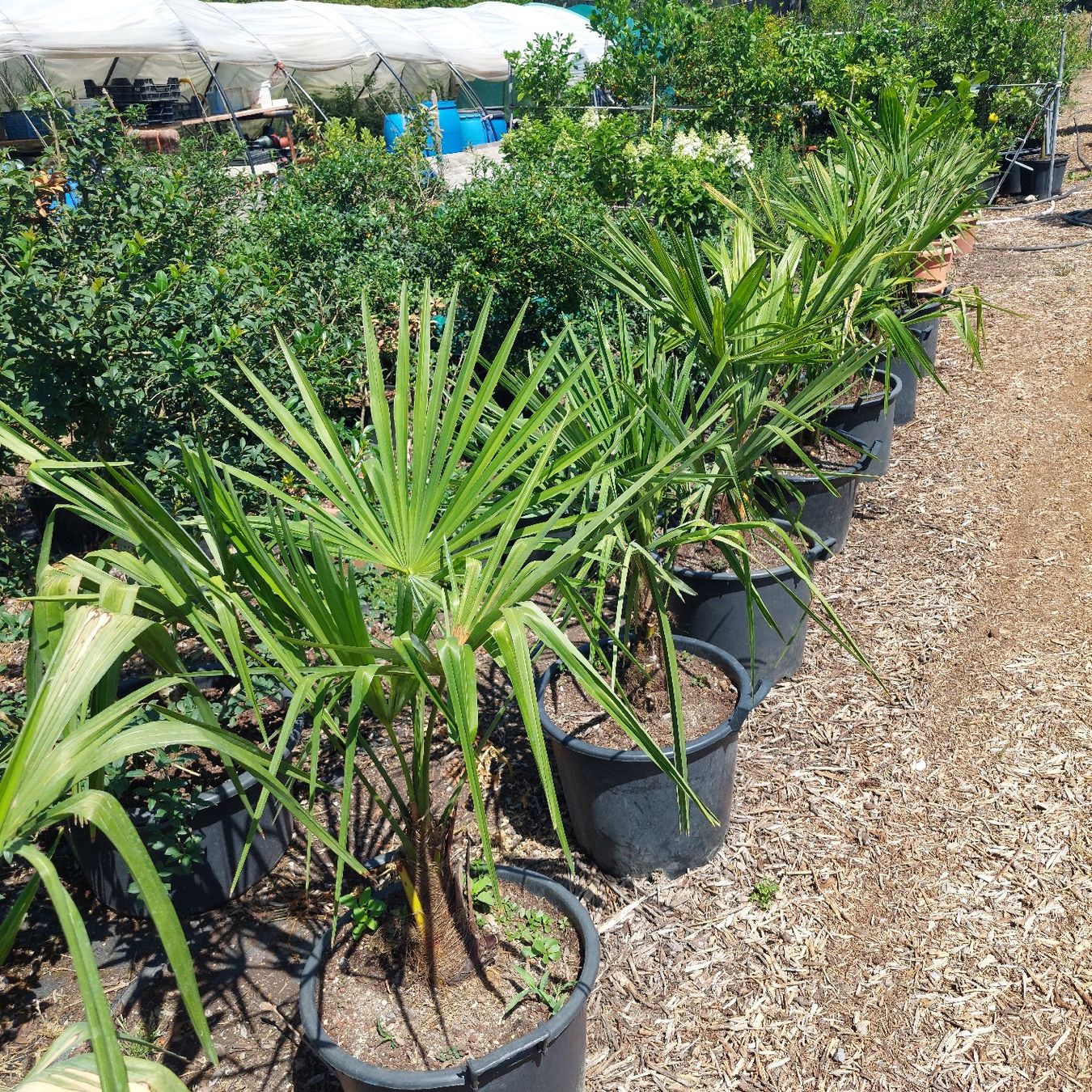 Piante & sementi: Trachycarpus fortunai – Usato da Honau venduto da Blazer1 5
