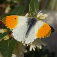 Profile image of C_Gemp