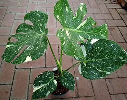 Monstera rara 50-60 cm THAI CONSTELLATION Monstera deliciosa