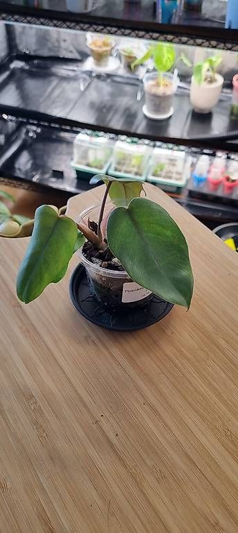 Piante & sementi: Philodendron Elegans – Nuovo e nell'imballaggio originale da Wallenwil venduto da pet_mz5n 2