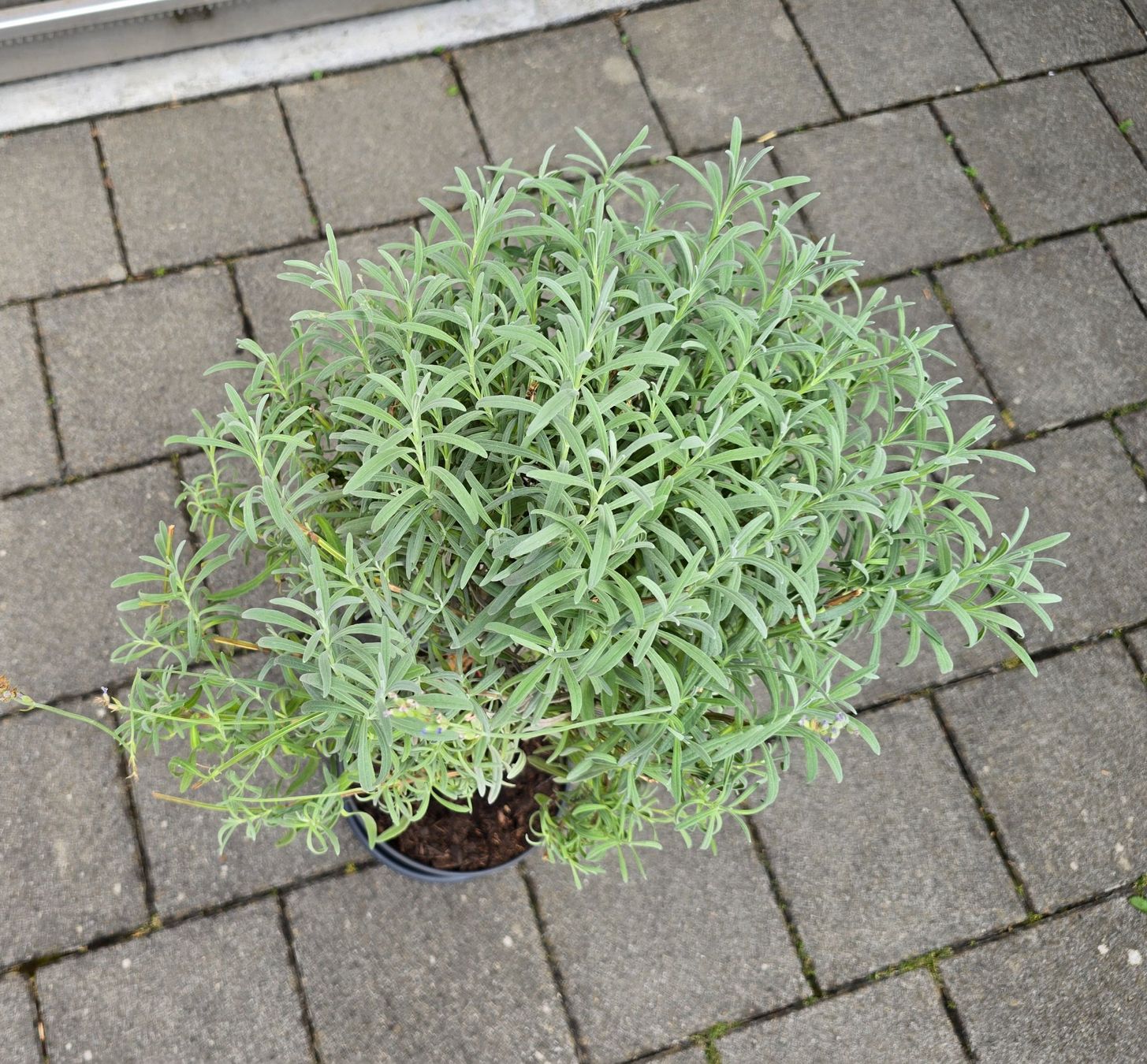 Pflanzen & Samen: Lavendel Hochstamm – Gebraucht aus Aarburg von popkorn65 4