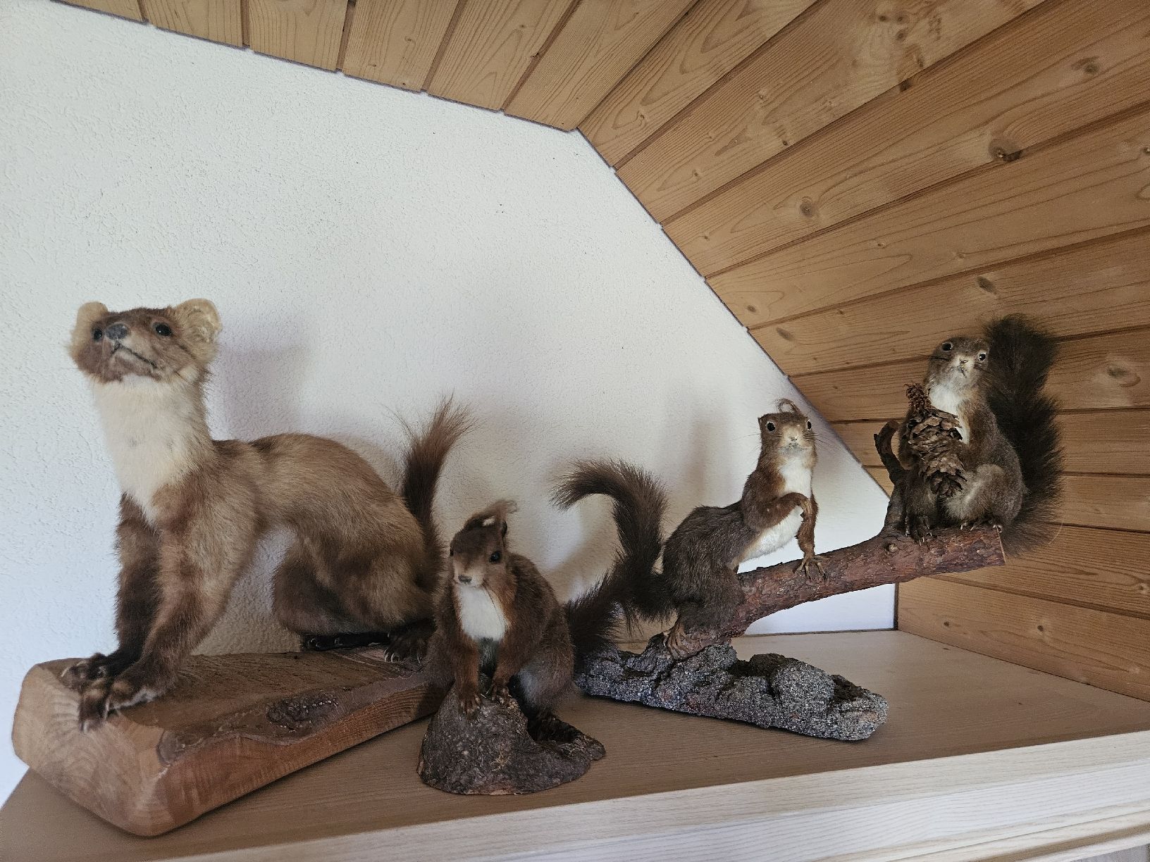 Il mondo degli animali: Eichhörnchen und Marder Präperate – Usato da Urnäsch venduto da Fischerma5