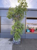 Blauregen im Top / Kletterpflanze