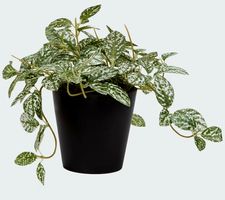 Künstliche Fittonia  mit Topf 10 cm hoch - SUPER DEKORATION 