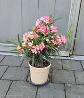 Kleiner Oleander