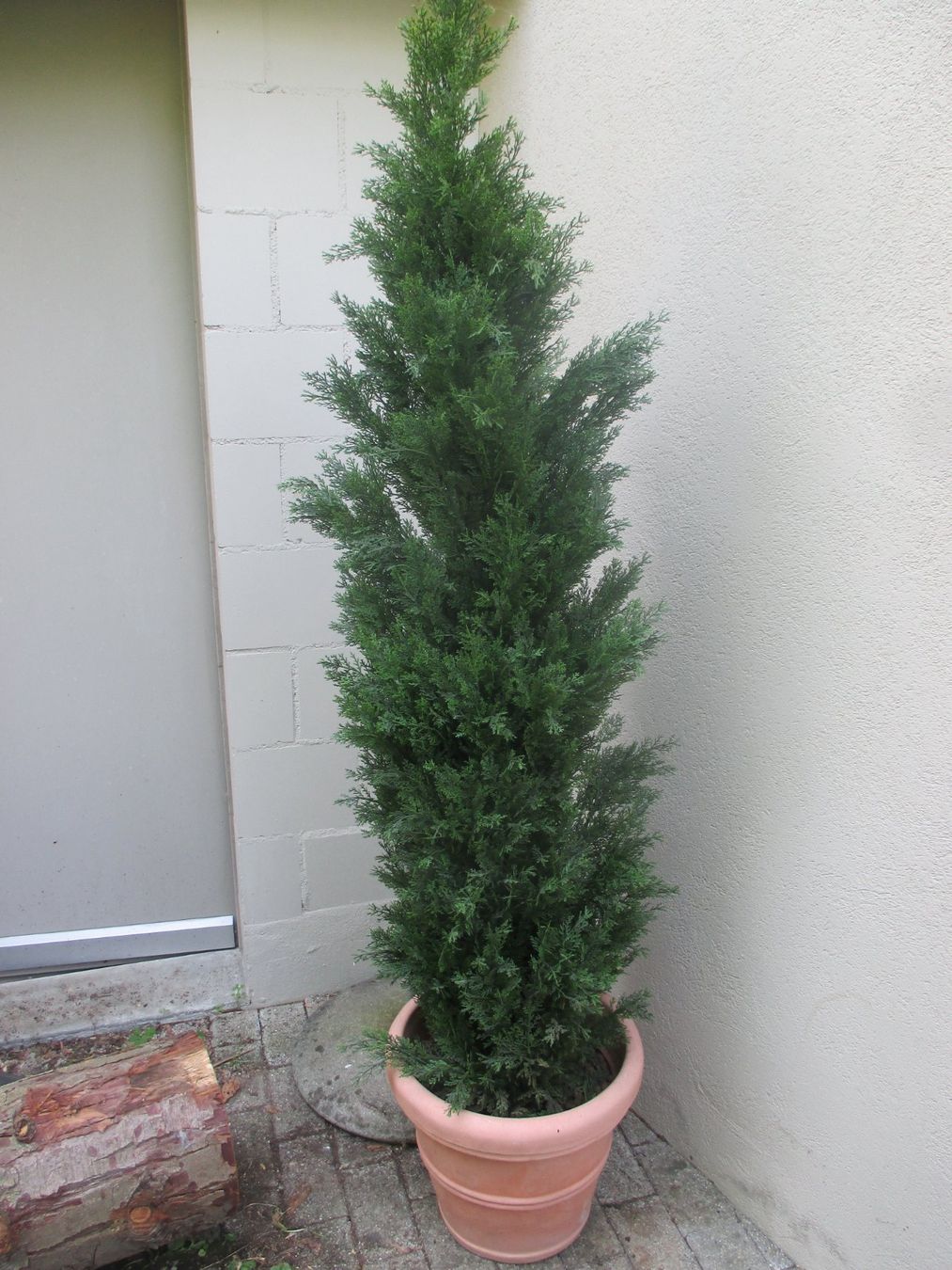 Knstliche Zypresse/Thuja im Topf, ca 185 cm gross (Gebraucht) in Sissach  fr CHF 50  nur Abholung auf Ricardo kaufen