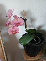 Orchidee Phalaenopsis pink blühend Top Zustand 