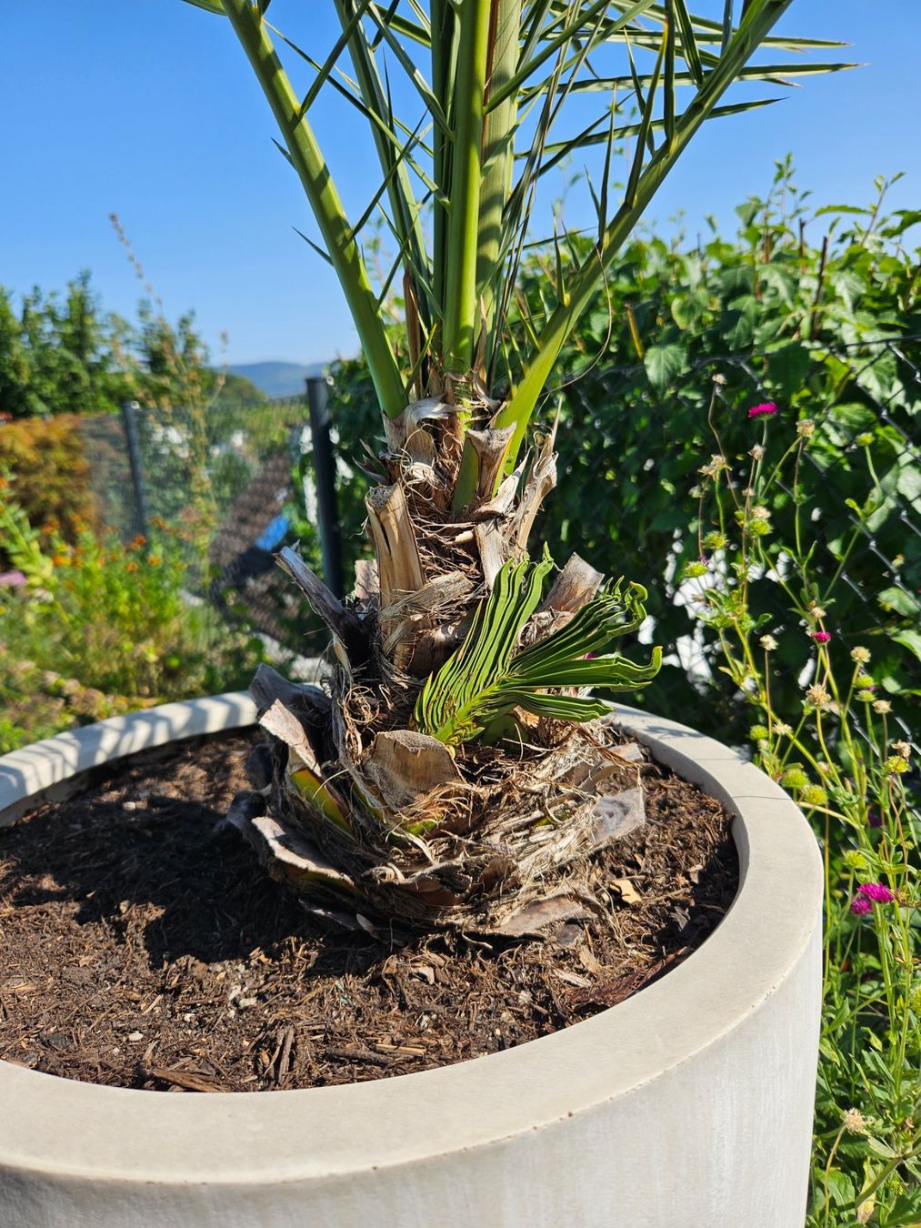 Plantes & graines: Phoenix dactylifera, Dattelpalme – Neuf (Voir description) à Therwil par Racingr6 2