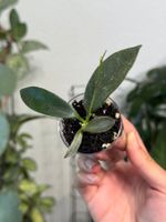 Hoya thomsonii white flowers ✨