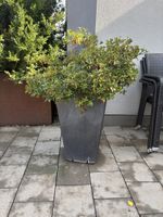 Pflanze mit kleinen rosa Blüten im schwereren keramiktopf.