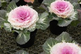 40 Samen VICTORIA PIGEON Zierkohl