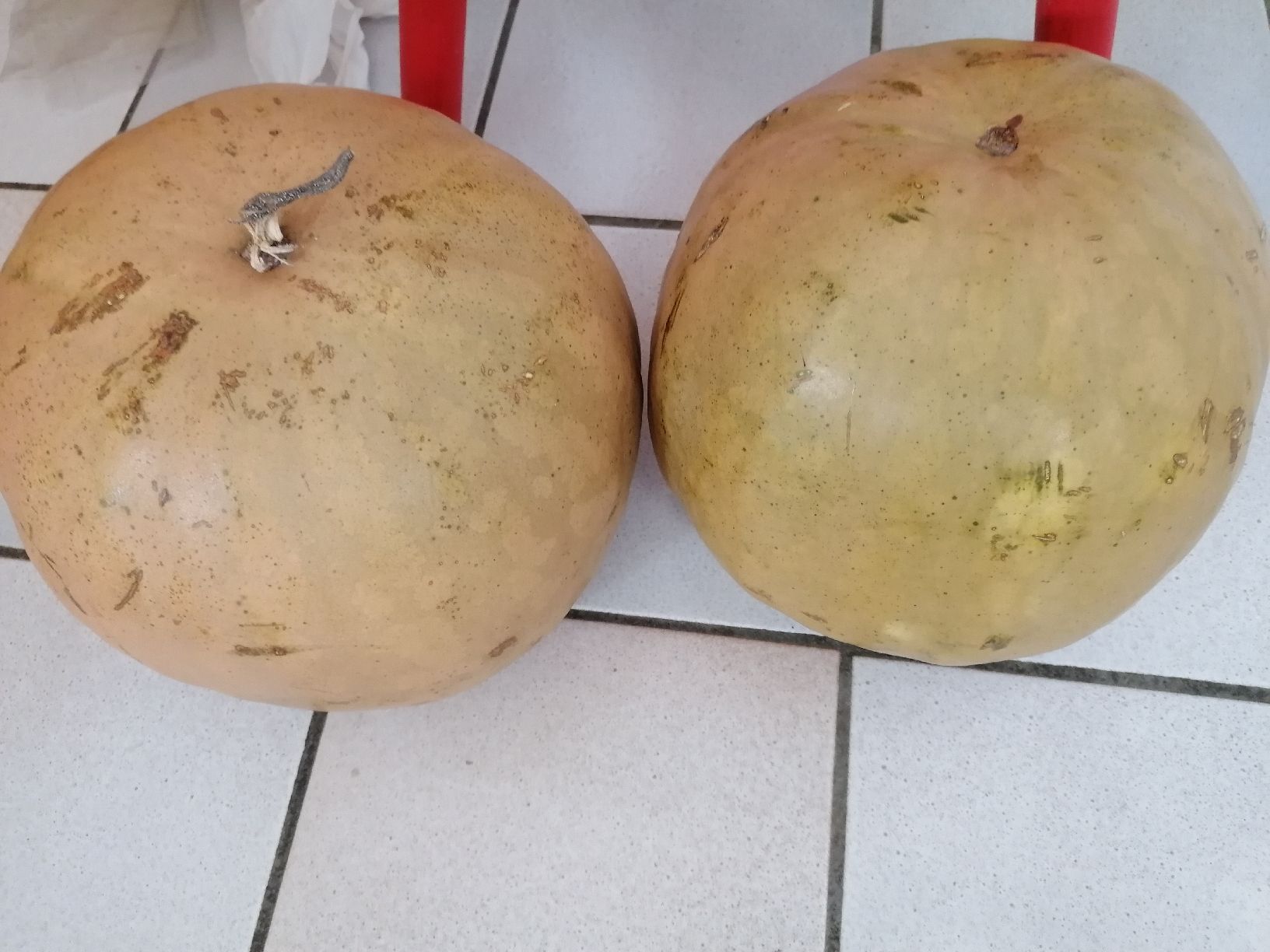 Piante & sementi: 10 Graines melon d'eau (pas pastèque) – Nuovo (secondo la descrizione) da Le Mont-Pèlerin venduto da dundun1 2