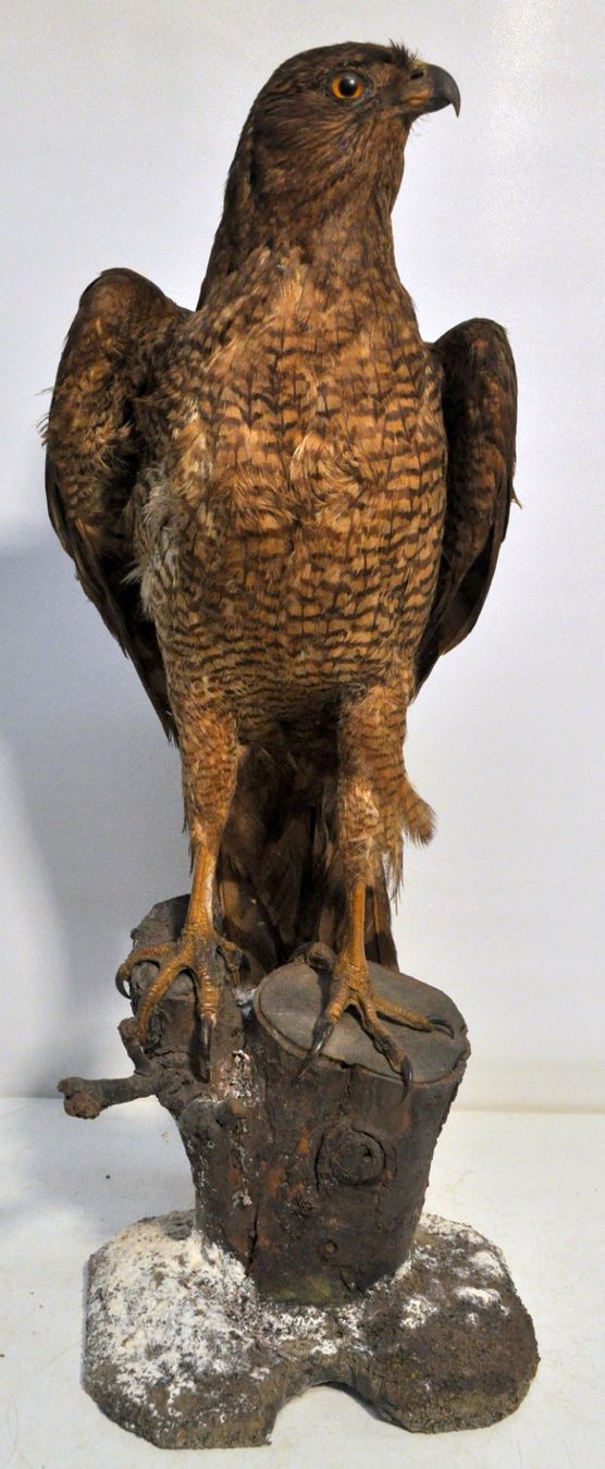 Il mondo degli animali: Rapace naturalisé – Usato da Neuchâtel venduto da Neuchatel
