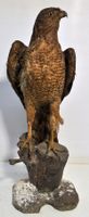 Rapace naturalisé