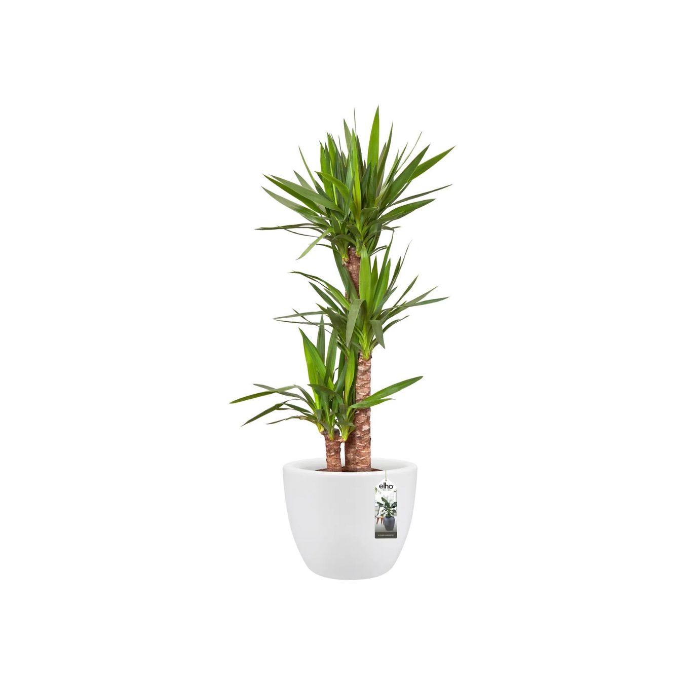 Vasi per fiori: Flower Pots - Elho Different Sizes and Colors – Nuovo (secondo la descrizione) da Elsau venduto da MANWITHVAN 2