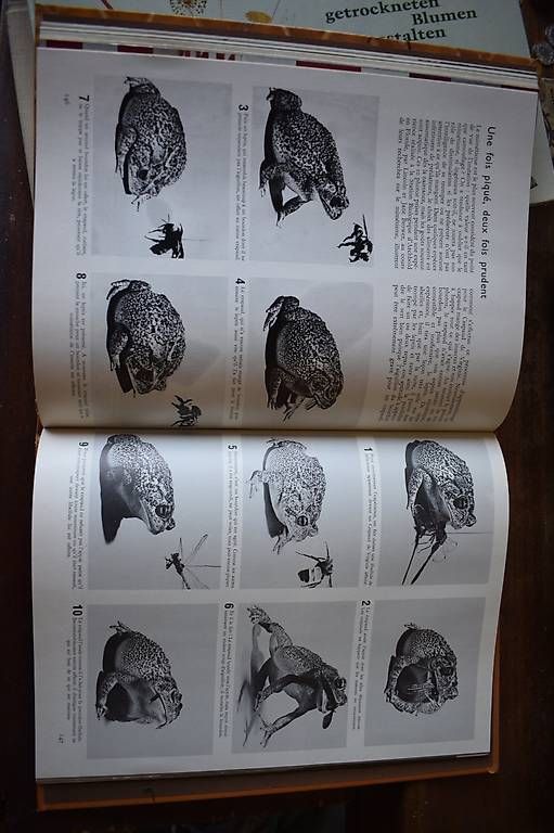 Libri: Les Animaux – Usato da Brügg BE venduto da Aristotolius 2