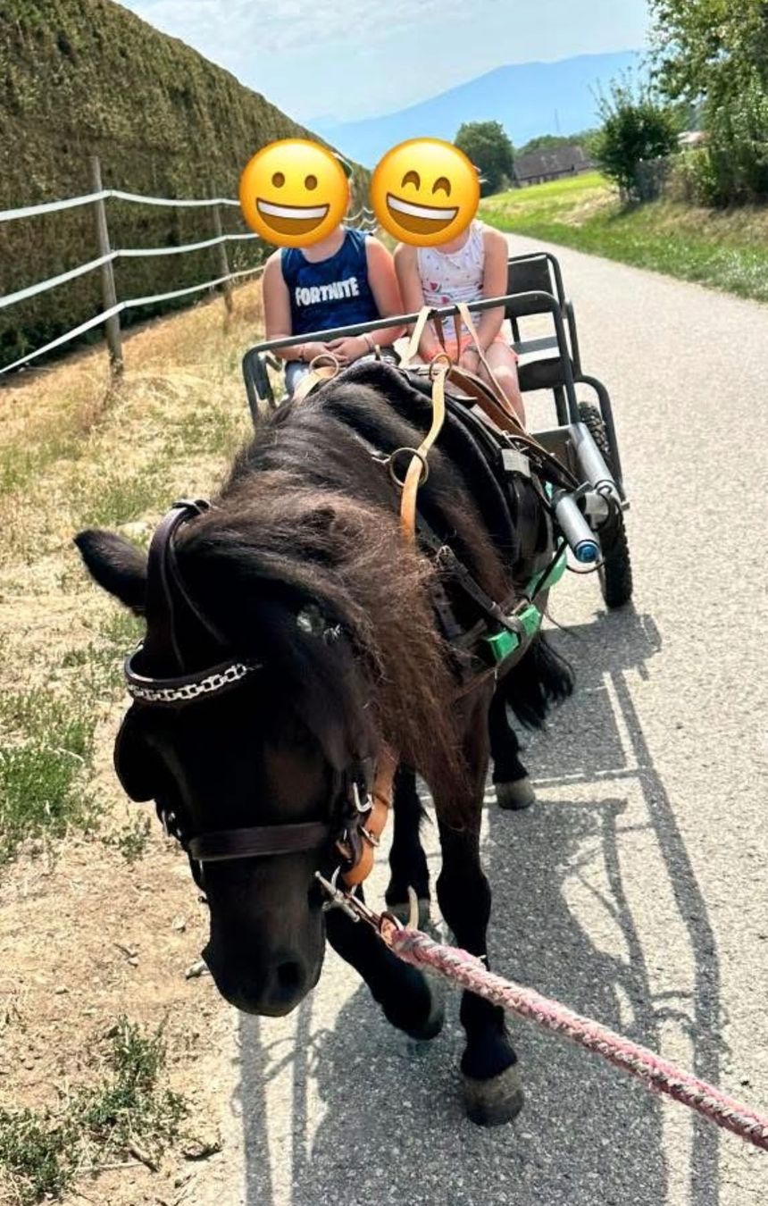 Briglie & Cavezze: Sulky calèche pour poney type shetland – Usato da Plan-les-Ouates venduto da aur_z5pj