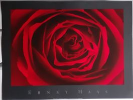 Ernst Haas : Red Rose  Kunstdruck 1996 nach Foto von 1970