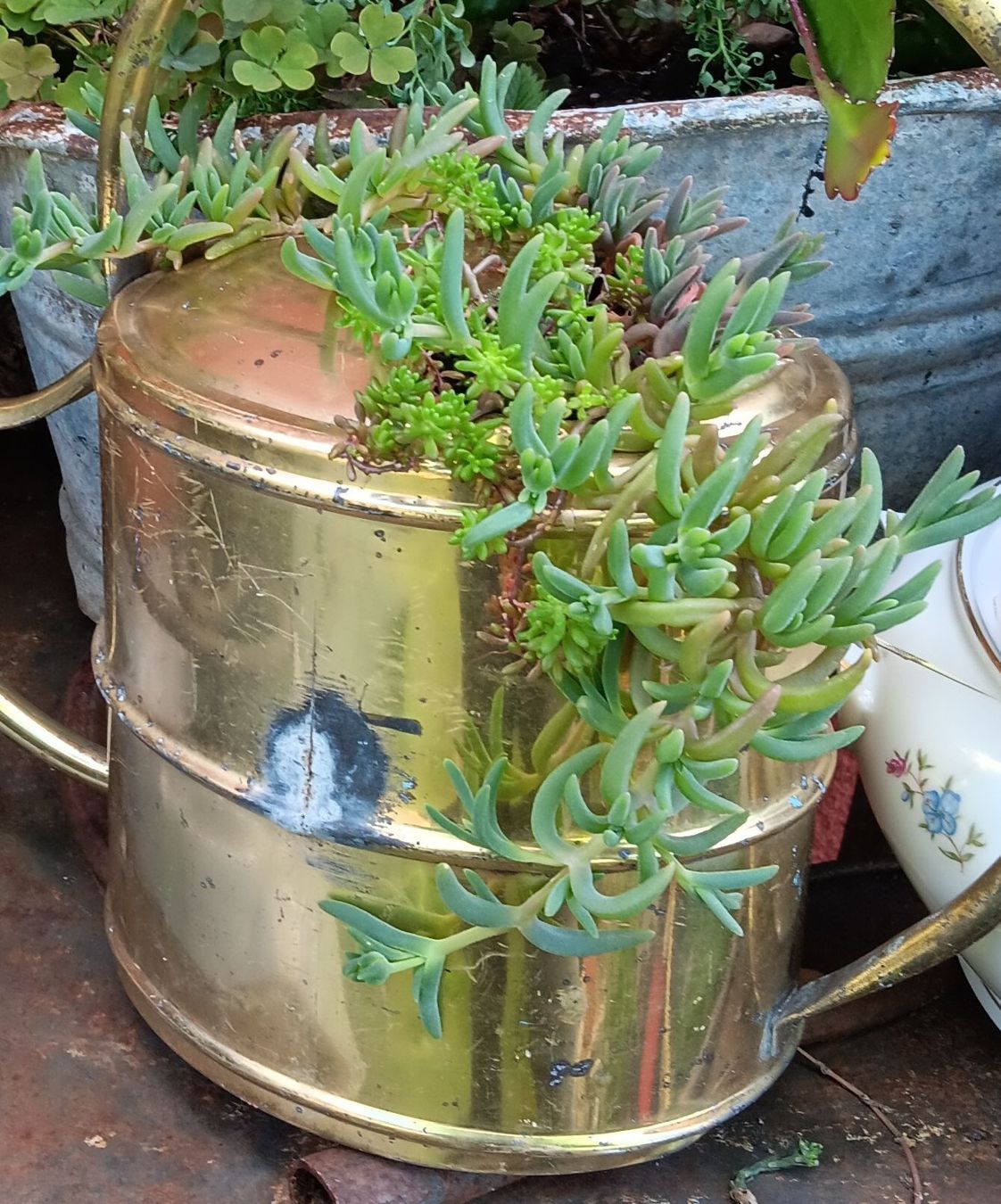 Tutte le decorazioni: Innaffiatore vintage ottone con succulente,  – Usato da Carena venduto da gra_yz7p