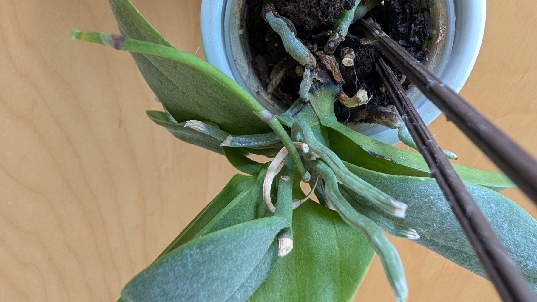 Piante & sementi: Orchideen Pflanzen Set – Usato da Zürich venduto da nurp 2