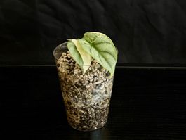 Alocasia Silver Dragon Albo
