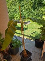 Bananenpflanze (Musa) – kräftige Topfpflanze, ca. 1,8 m hoch