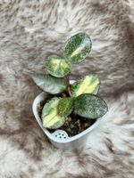 Hoya carnosa argentea princess 🦄✨