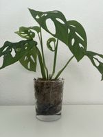 Monstera adansonii 🤩🌱