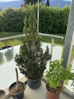 Thuja gross