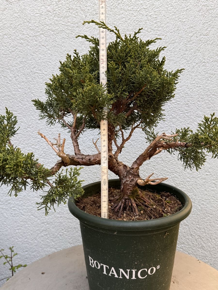 Piante & sementi: Bonsai/Juniperus – Usato da Münchwilen TG venduto da baluzi3 3