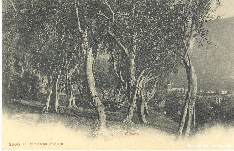 Cartoline postali: Oliveto + ca. 1905 – Usato da Emmenbrücke venduto da teestube